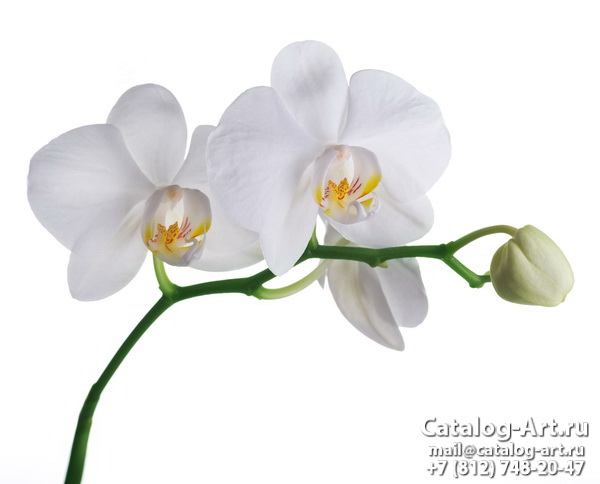 картинки для фотопечати на потолках, идеи, фото, образцы - Потолки с фотопечатью - Белые орхидеи 49